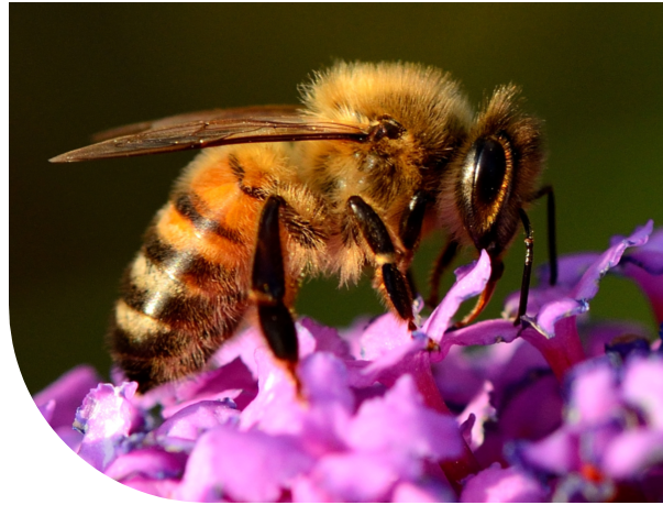 Apiculture et MHE – FCO : Protéger les ruchers en période de lutte contre les culicoïdes